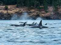 A pod of Orcas around Vancouver Island |  Destination BC/Reuben Krabbe