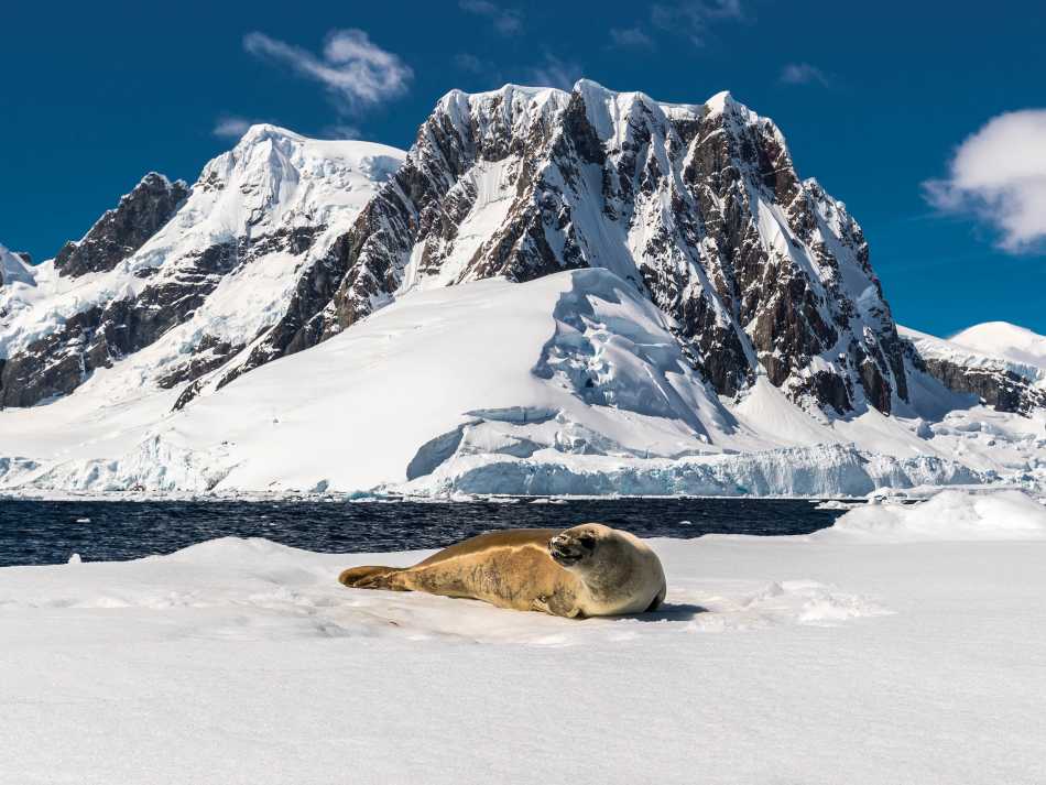 A leopard seal rests on an iceberg in Antarctica | Richard I'Anson