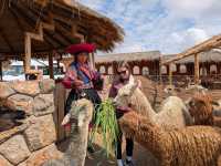Feeding llamas at Centro Textil Lluvia |  Trevor Sauve