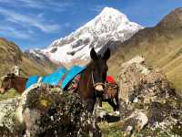 Local horses used for transport through Peru |  Sue Badyari
